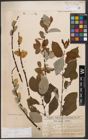 Foto von Salix caprea L.